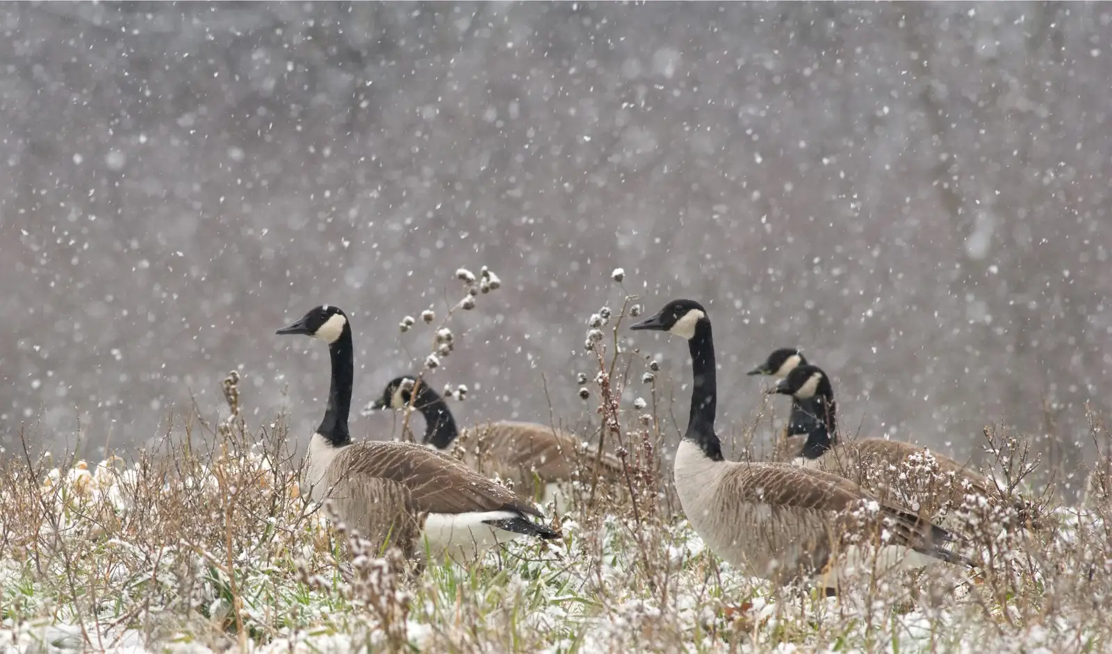 Canada geese on managed turf near a client property for About