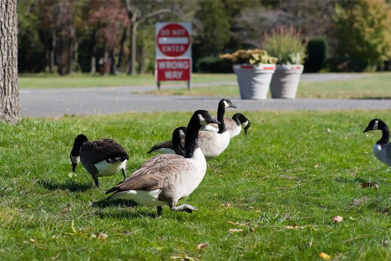Canada geese on managed turf near a client property for About