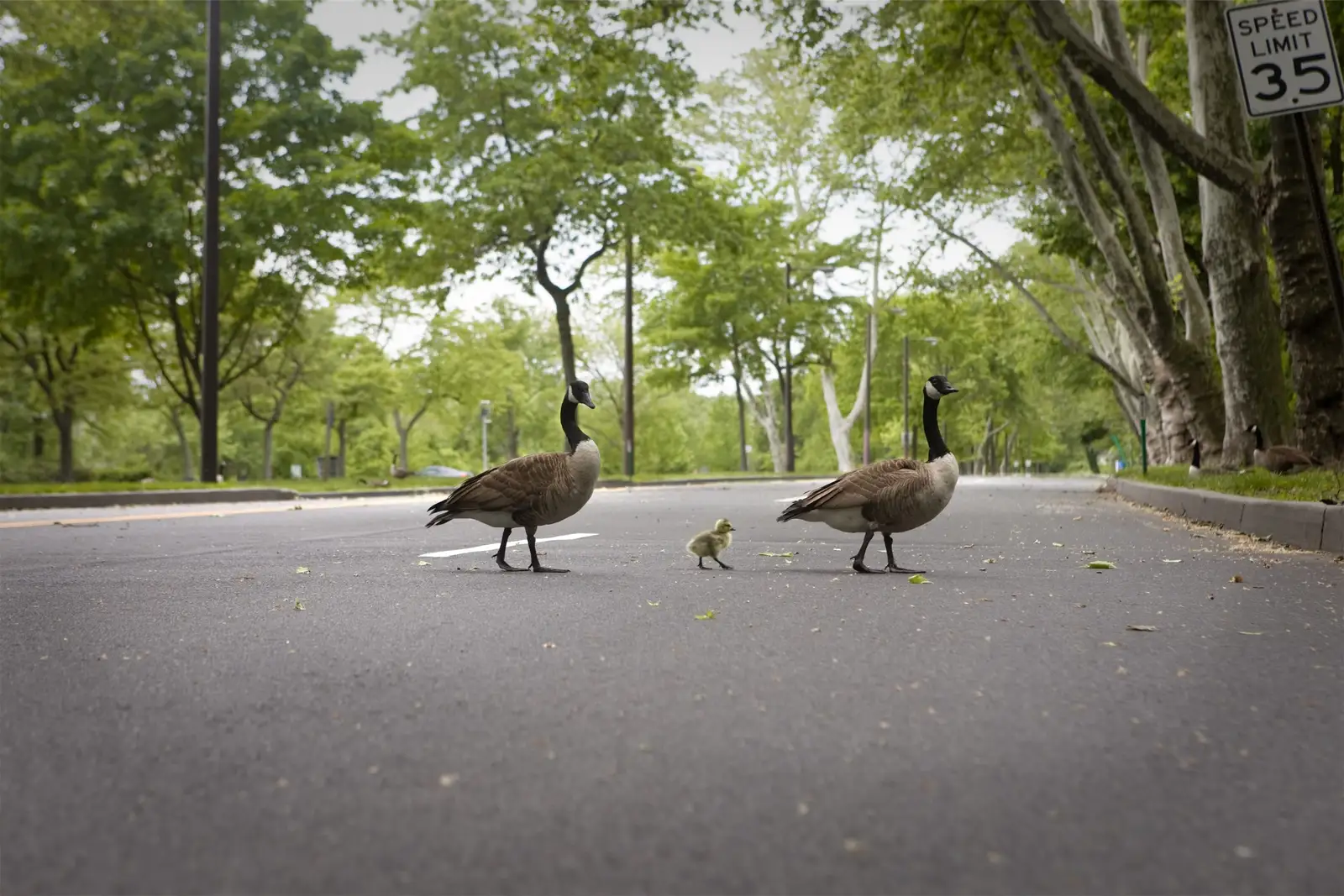 Canada geese on managed turf near a client property for About