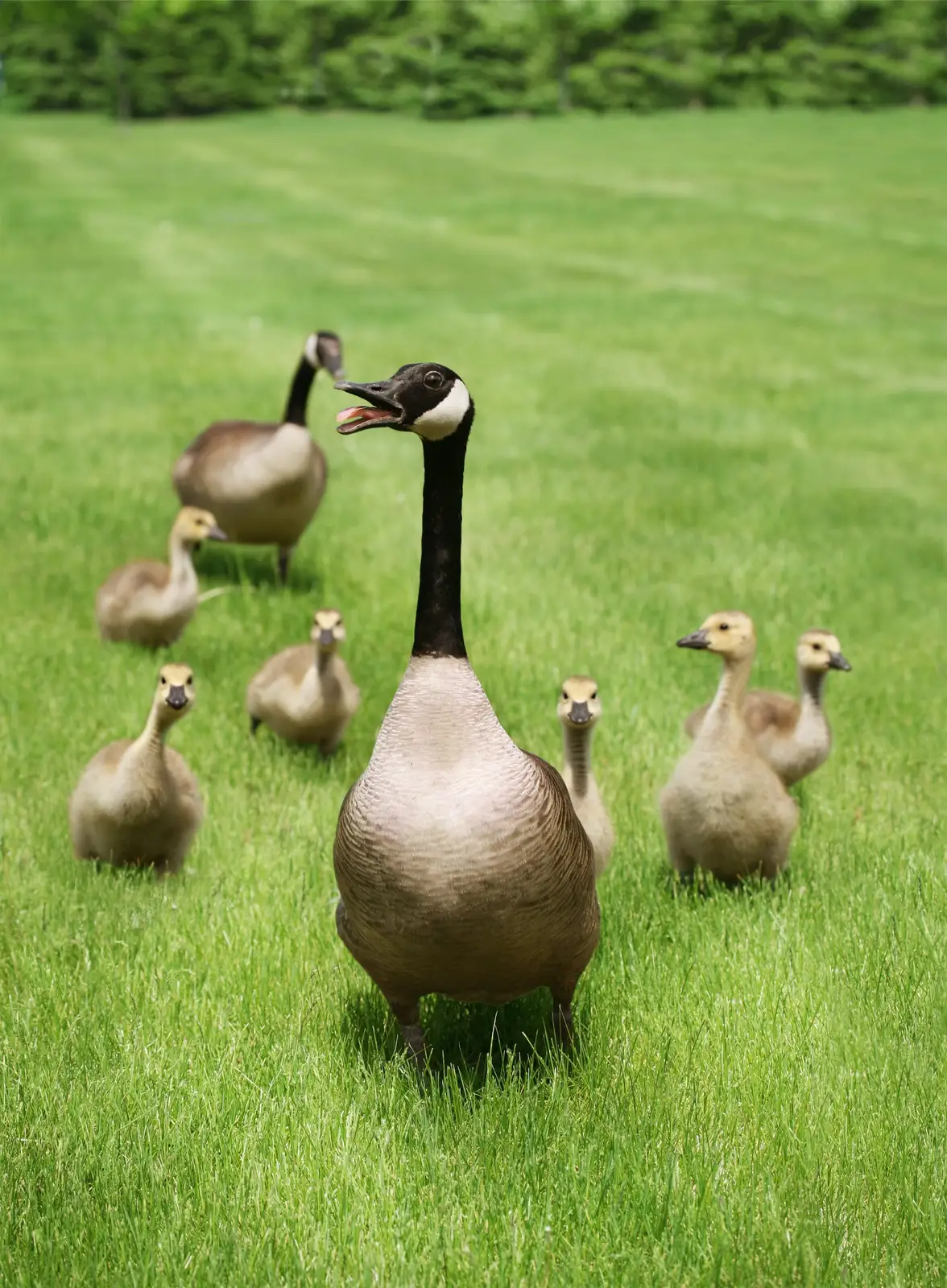 Canada geese on managed turf near a client property for About