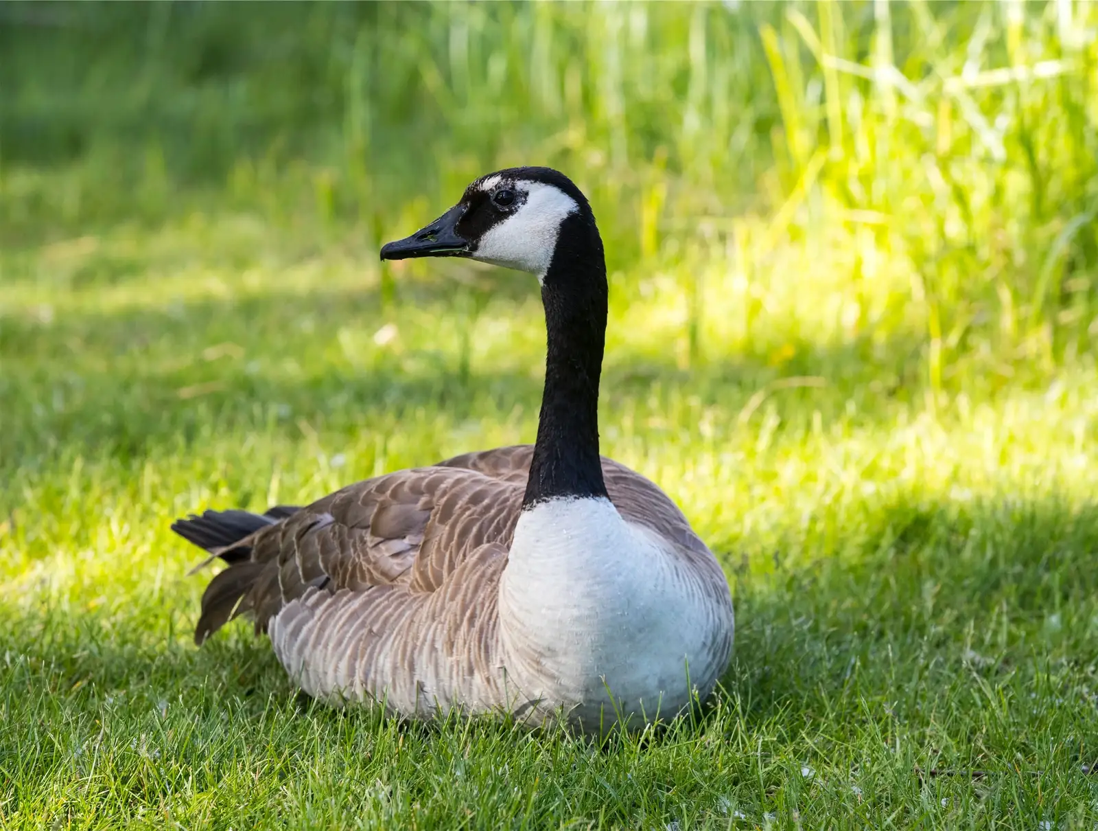 Canada geese on managed turf near a client property for Bird Control Photos
