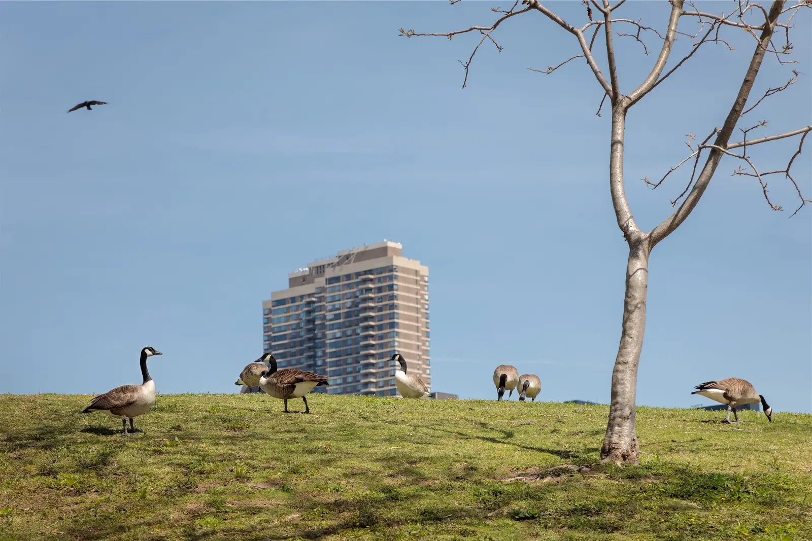 Canada geese on managed turf near a client property for Bird Control Photos