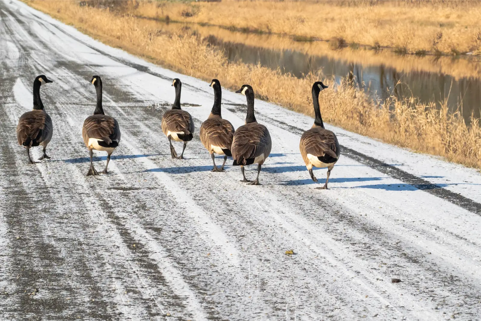 Canada geese on managed turf near a client property for Bird Control Photos