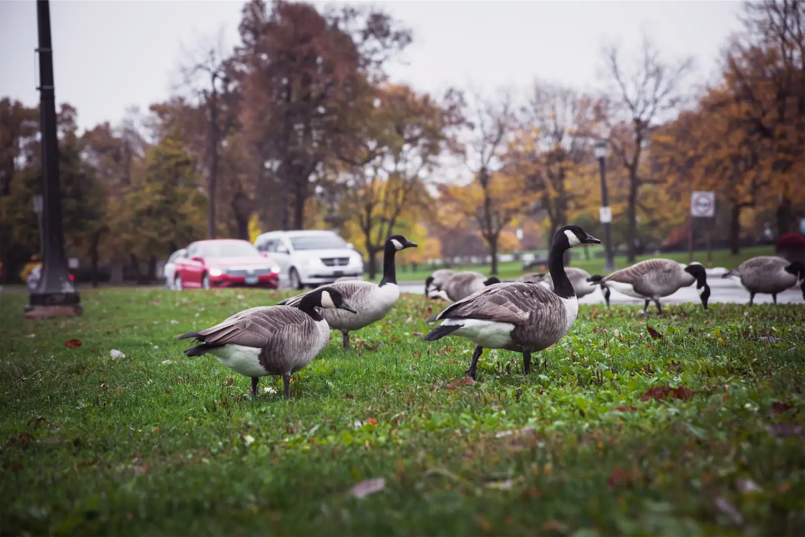 Canada geese on managed turf near a client property for Bird Control Photos