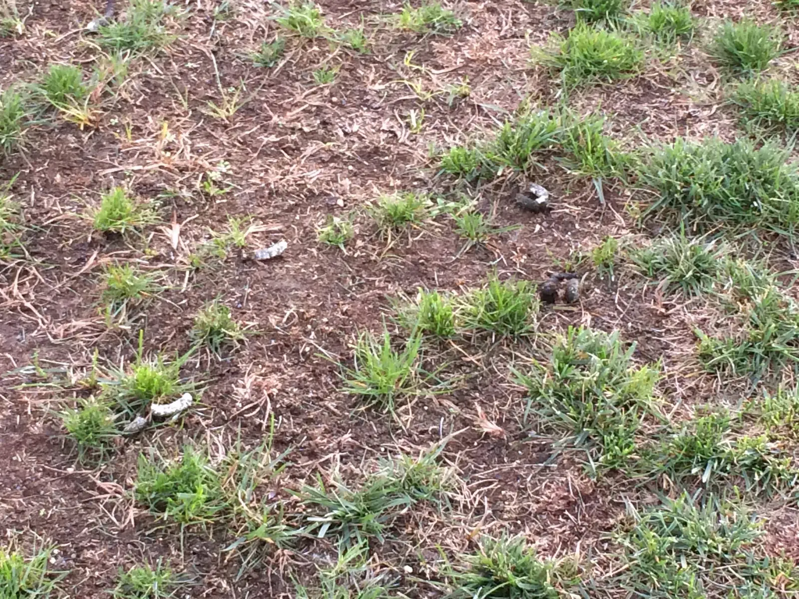 Canada goose droppings documented on a property surface for Canada Geese Control Dropping Photos