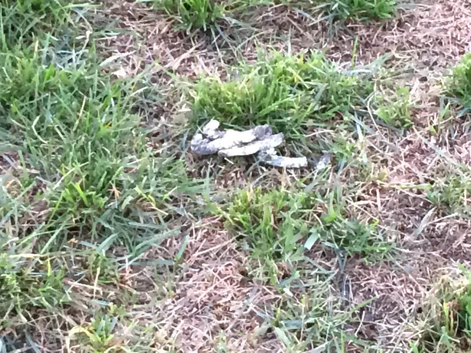 Canada goose droppings documented on a property surface for Canada Geese Control Dropping Photos
