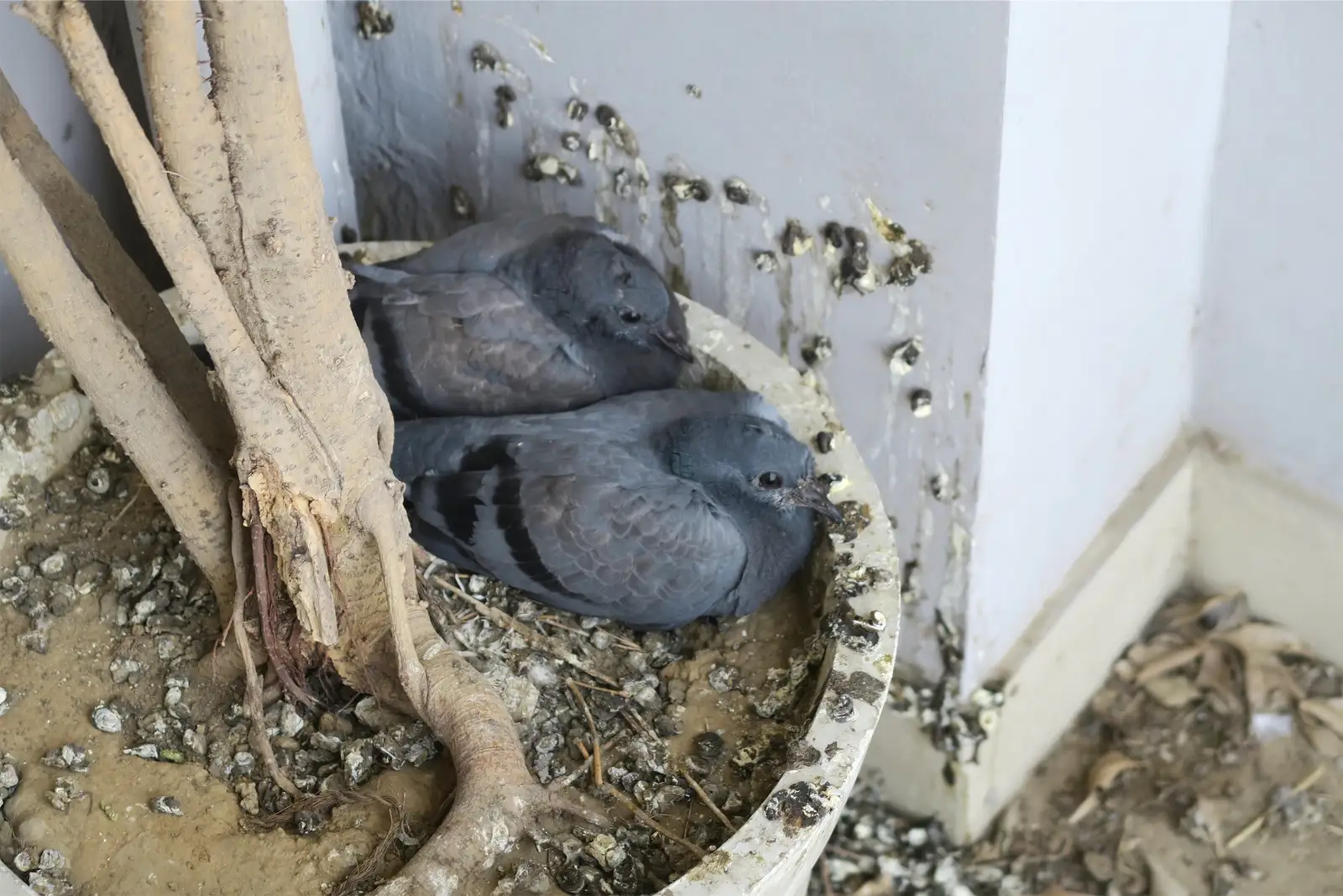 nesting debris and bird droppings documented before cleanup for Canada Geese Control Dropping Photos