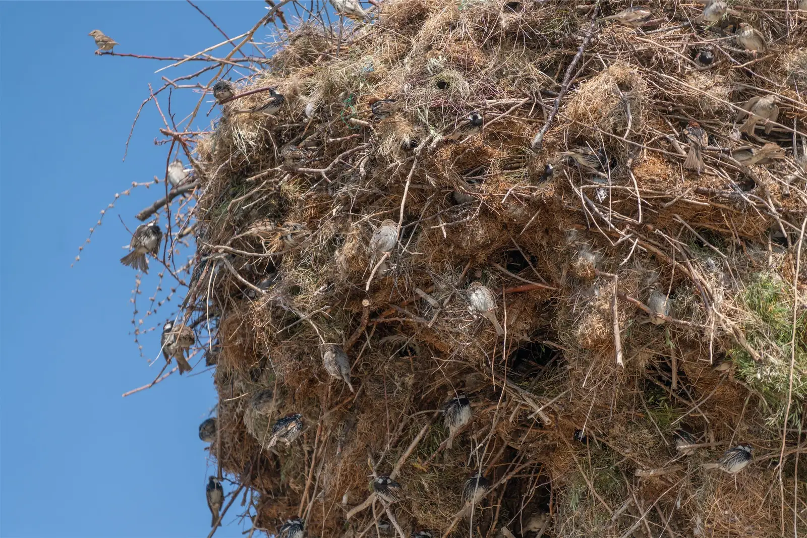nesting debris and bird droppings documented before cleanup for Canada Geese Control Dropping Photos
