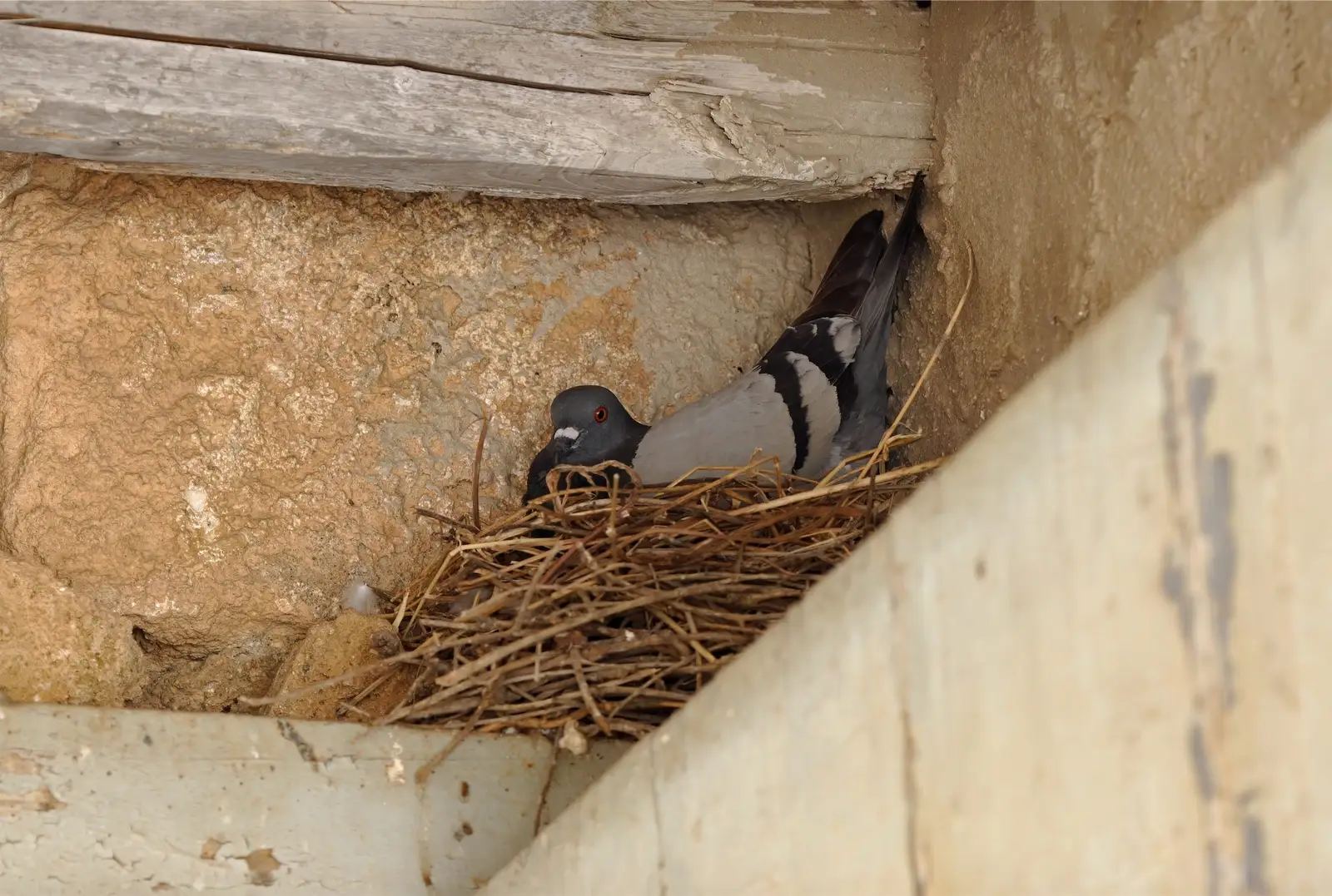nesting debris and bird droppings documented before cleanup for Canada Geese Control Dropping Photos