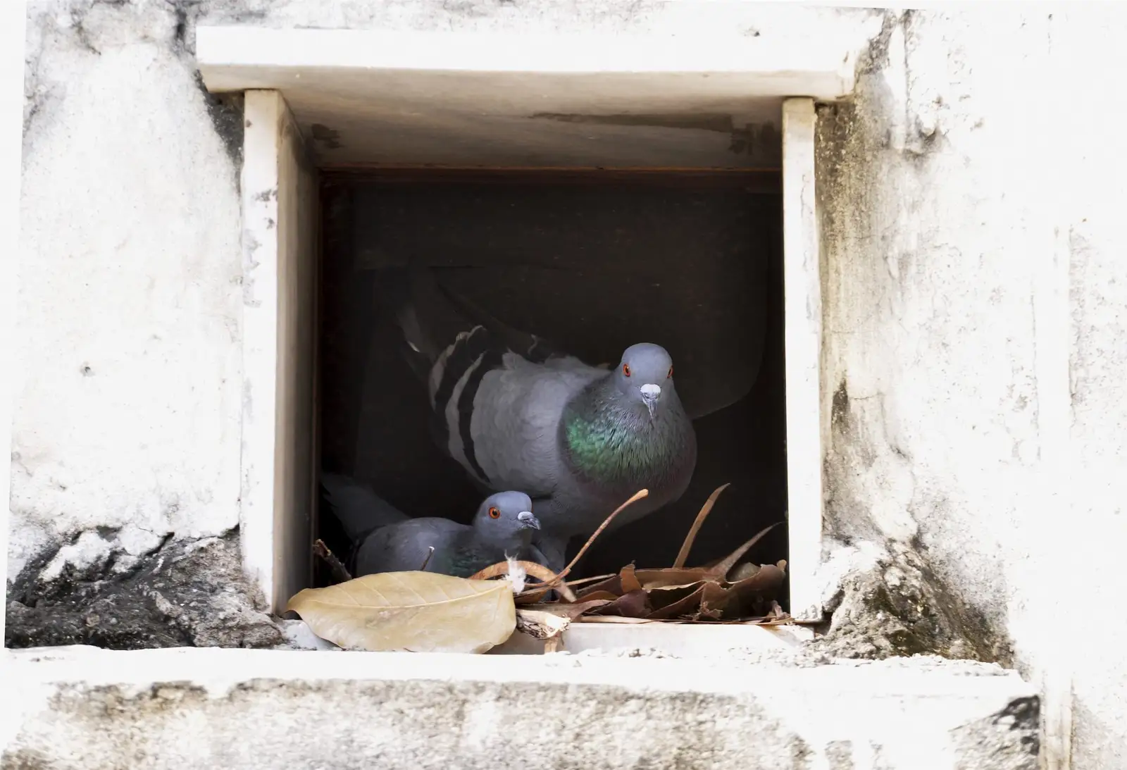 nesting debris and bird droppings documented before cleanup for Nest Dropping Example Photos