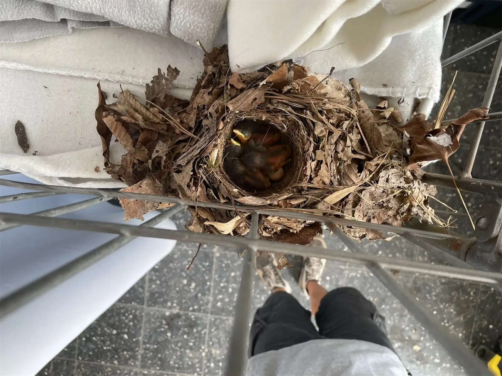 nesting debris and bird droppings documented before cleanup for Nest Dropping Example Photos
