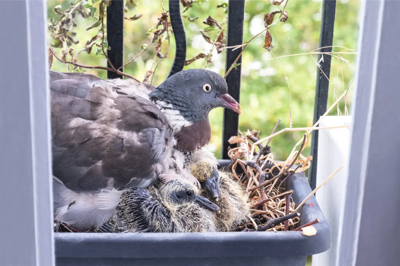 nesting debris and bird droppings documented before cleanup for Nest Dropping Example Photos