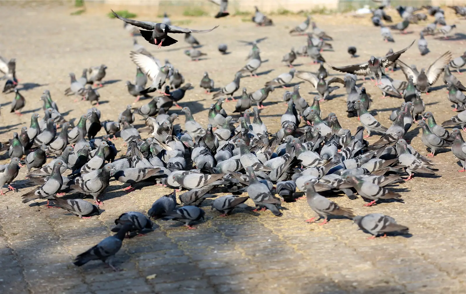 flock of nuisance birds near a property for Airplane Hangar Bird Control