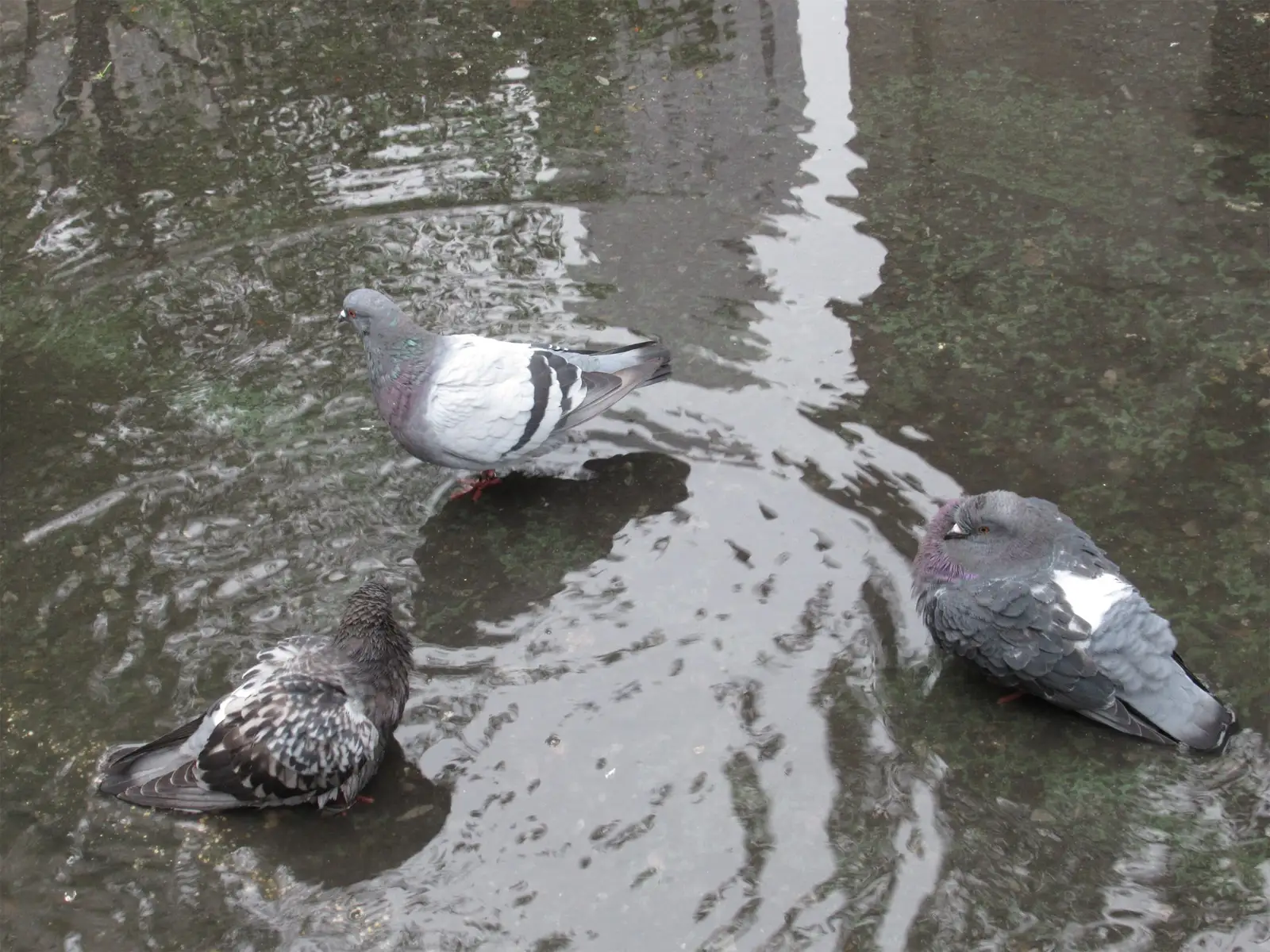 flock of nuisance birds near a property for Airport Bird Control