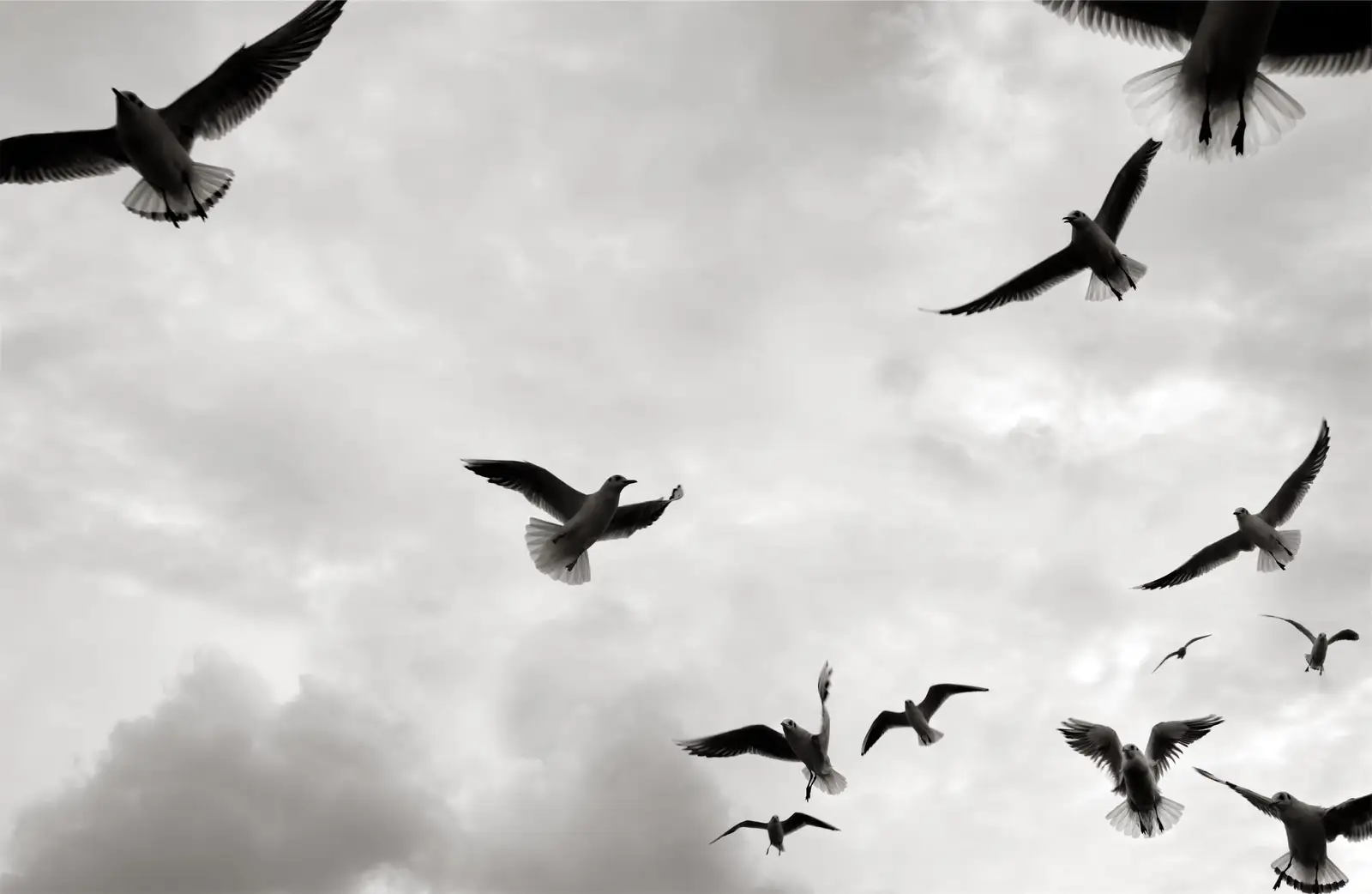 seagulls gathered near a property with bird pressure for Beach Bird Control