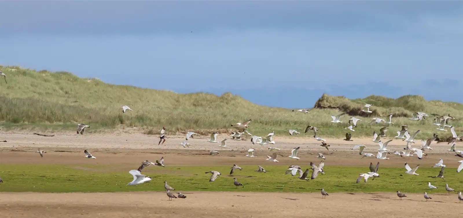 seagulls gathered near a property with bird pressure for Docks Marinas Bird Control