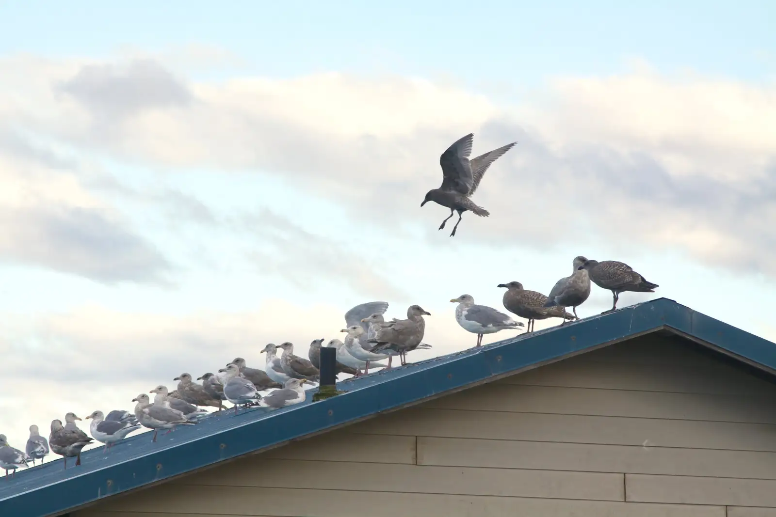 commercial property conditions for bird and geese control planning for Public Pools Bird Control