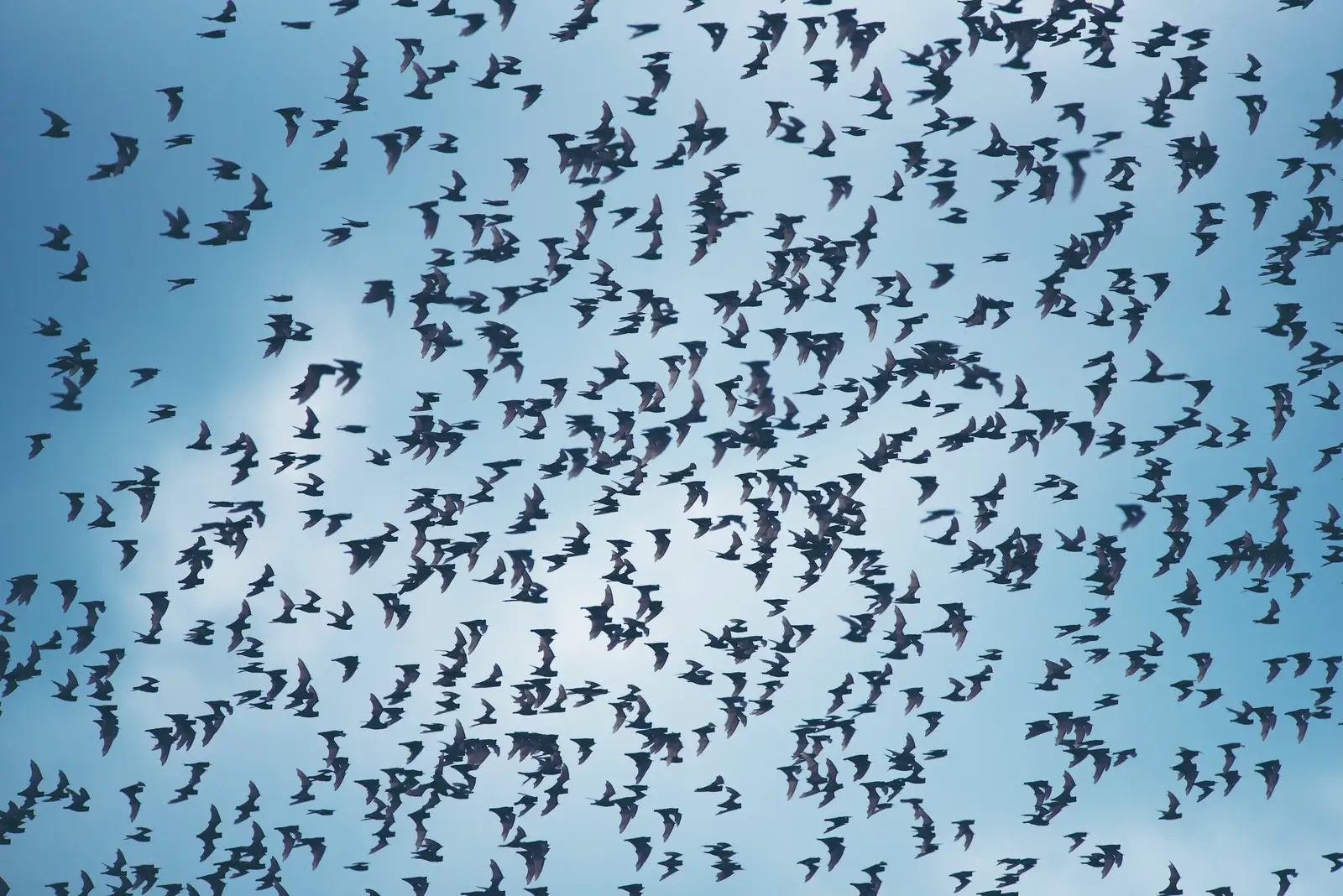 flock of nuisance birds near a property for Retirement Community Bird Control
