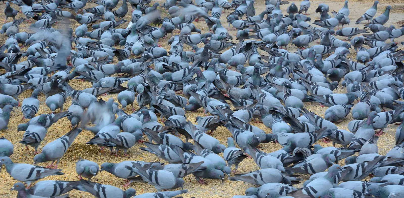 flock of nuisance birds near a property for School University Bird Control