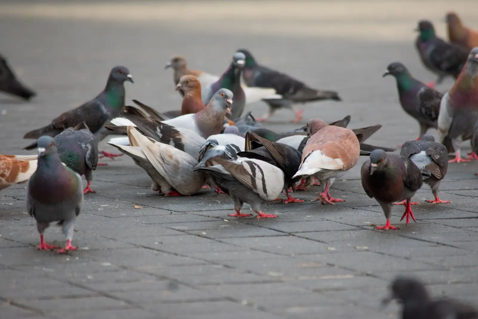 flock of nuisance birds near a property for Stadium Field Bird Control