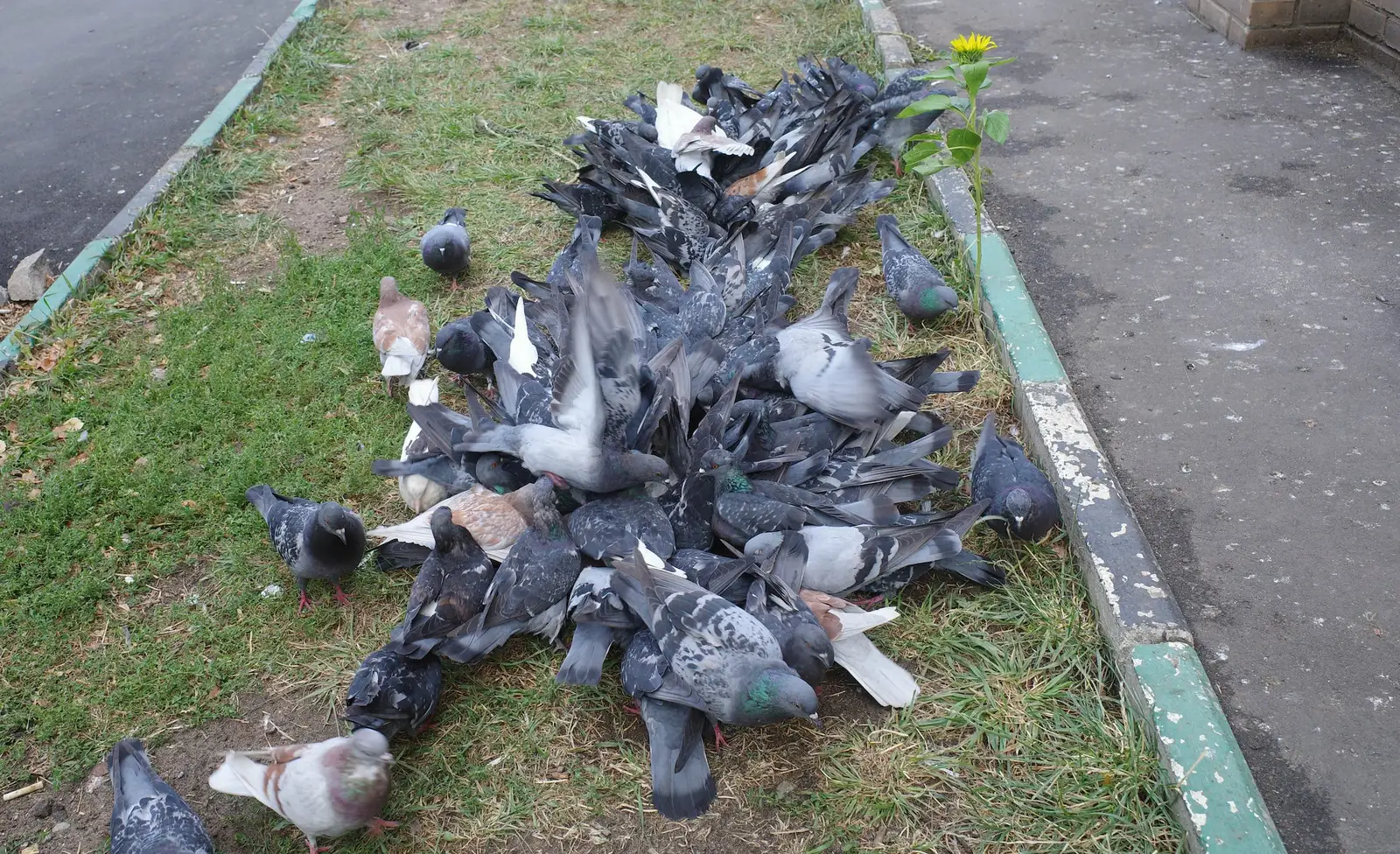 flock of nuisance birds near a property for Strip Mall Bird Control