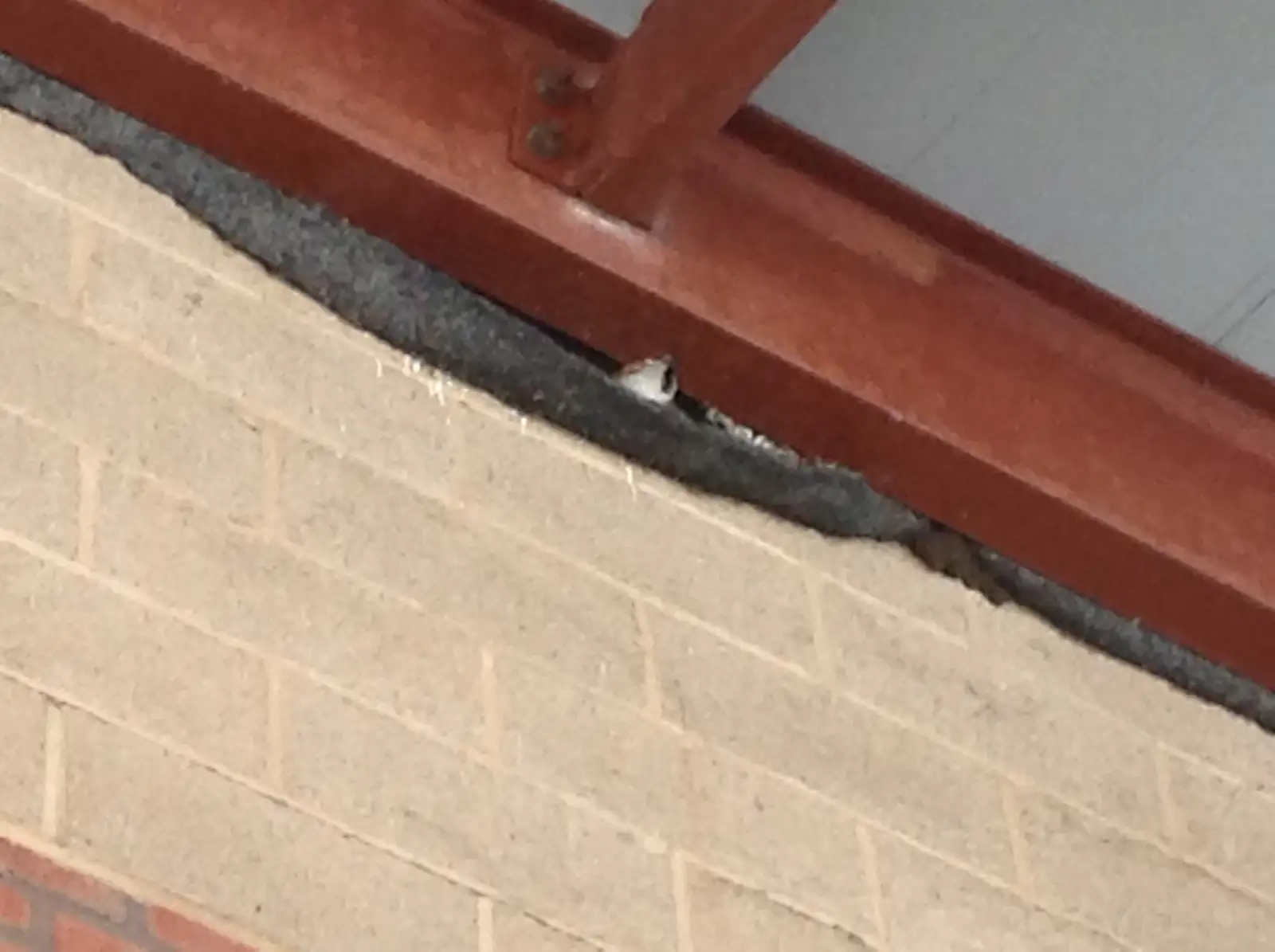 sparrow near a building where exclusion may be needed for Property Damage Caused By Canada Geese