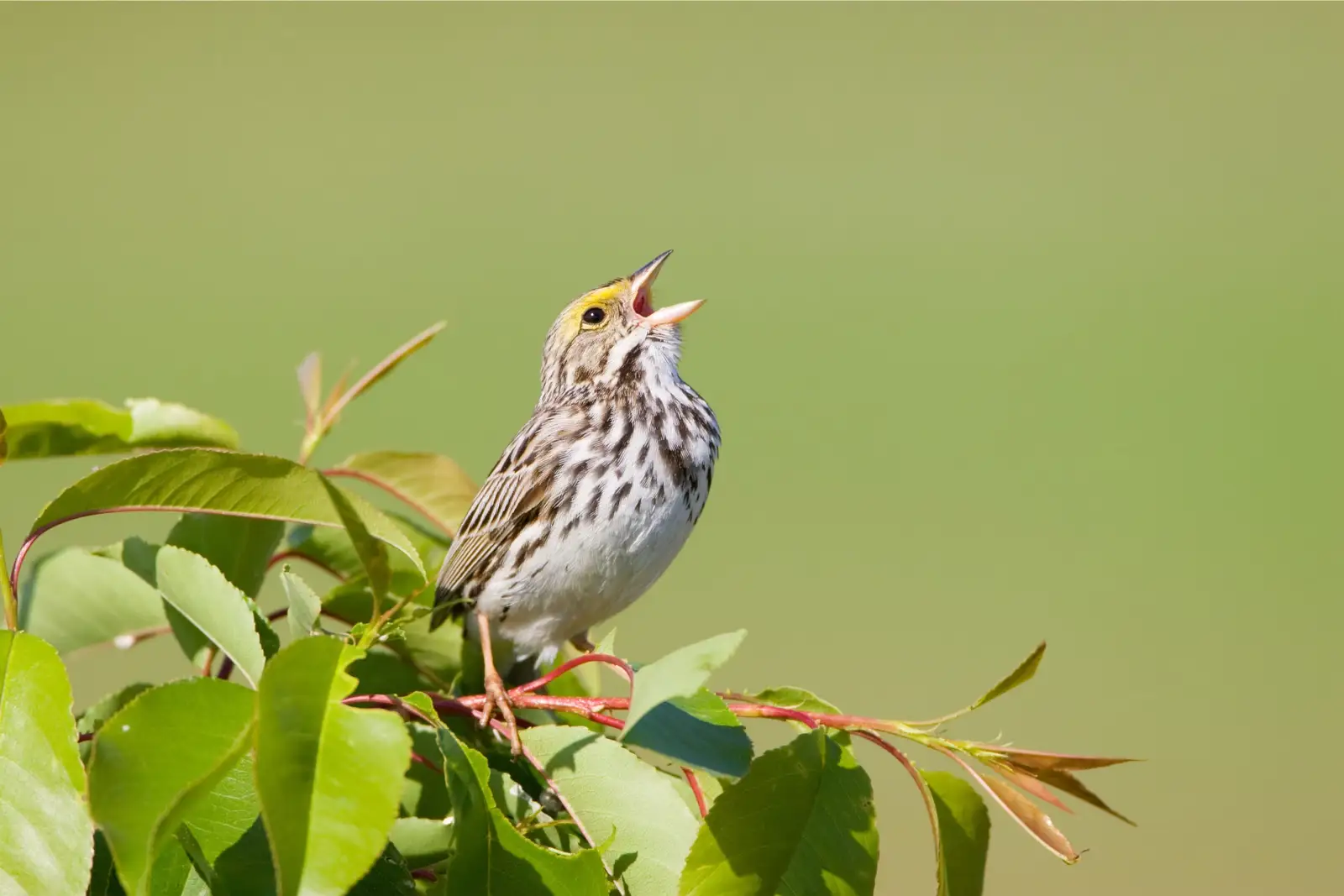 sparrow near a building where exclusion may be needed for Species of Birds