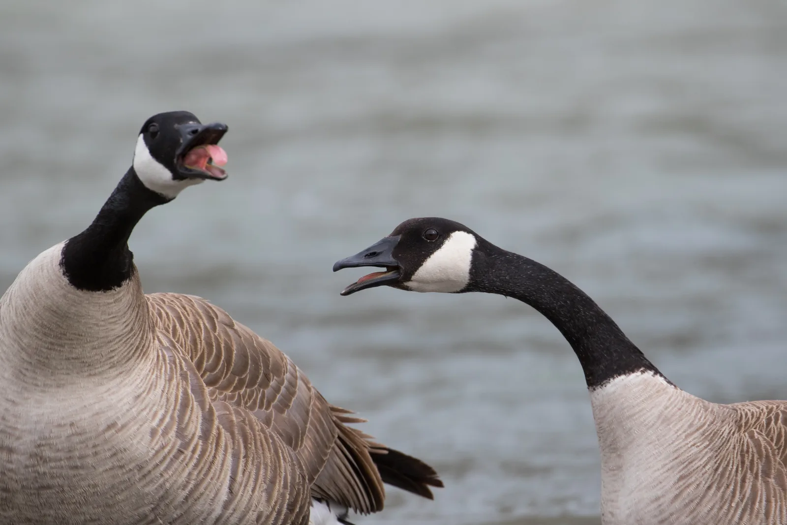 Canada geese creating hazards on open commercial grounds