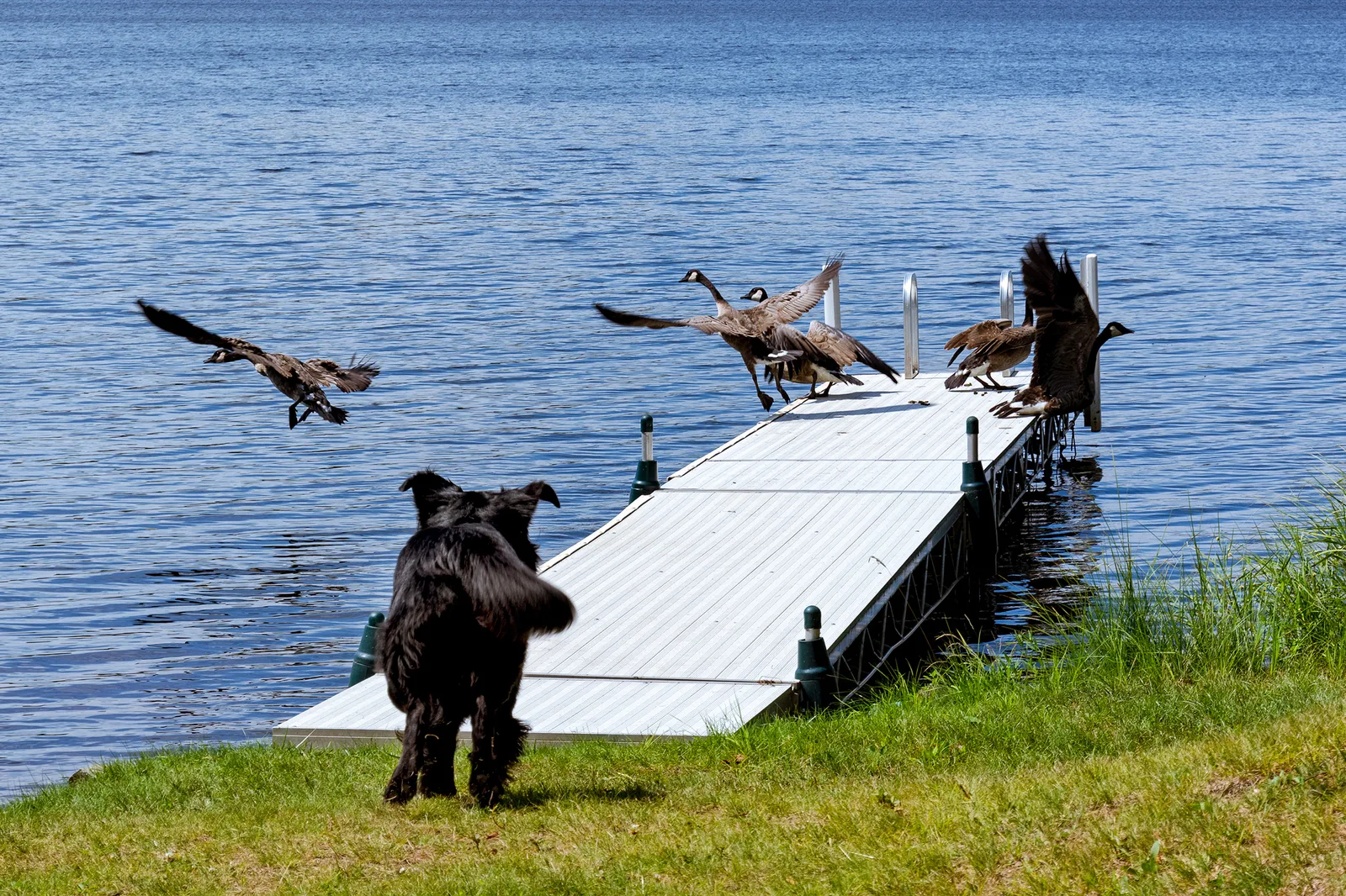 Goose-chasing border collie moving Canada geese in a park