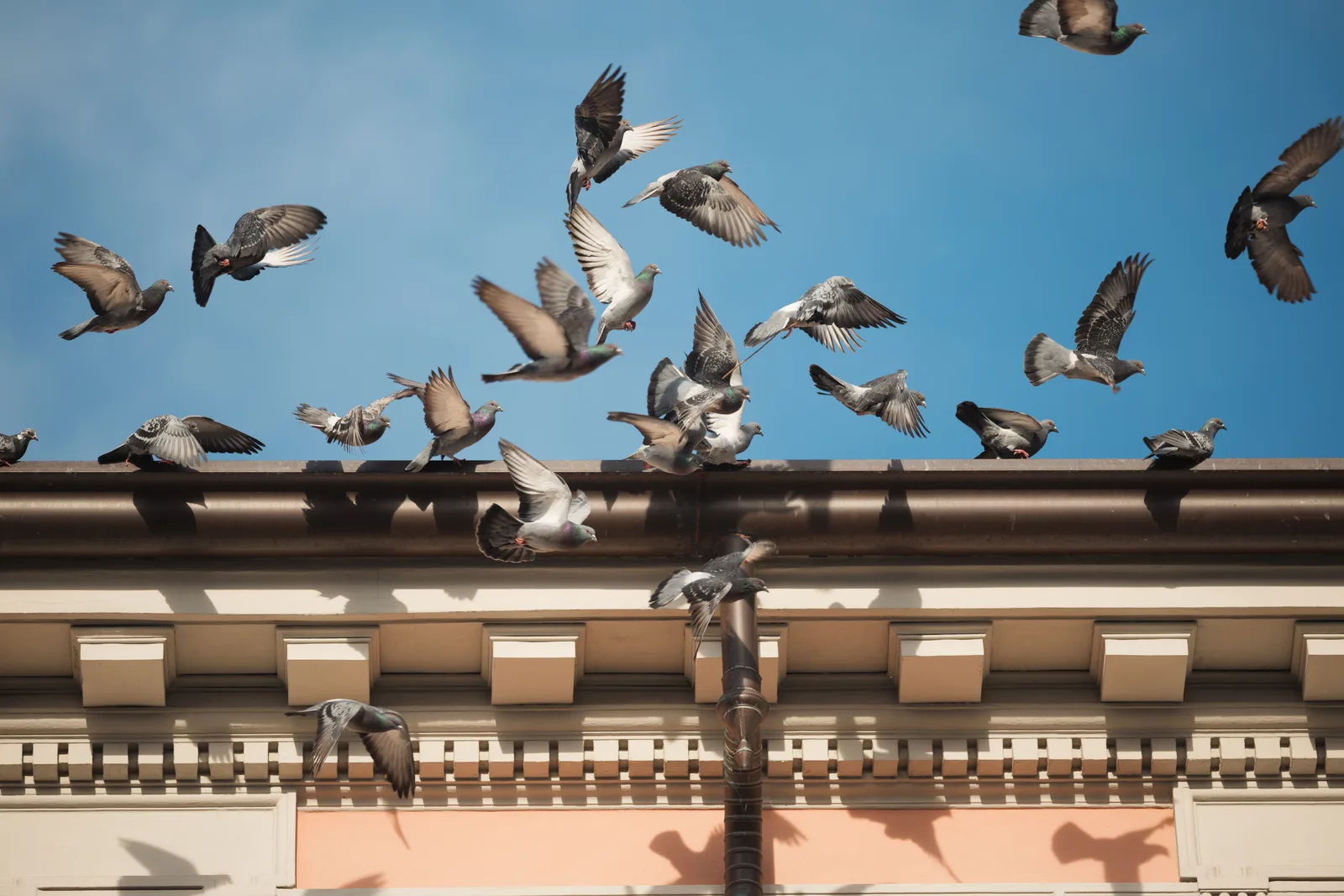 Overview of professional bird deterrent systems installed on a building
