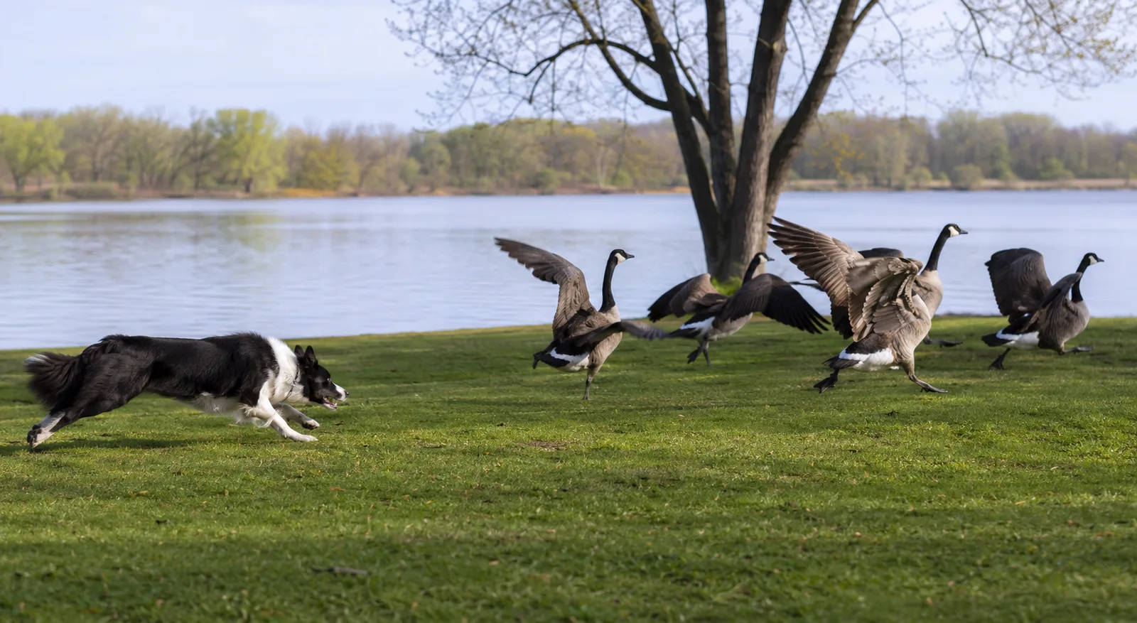 Trained border collie humanely moving Canada geese off a property
