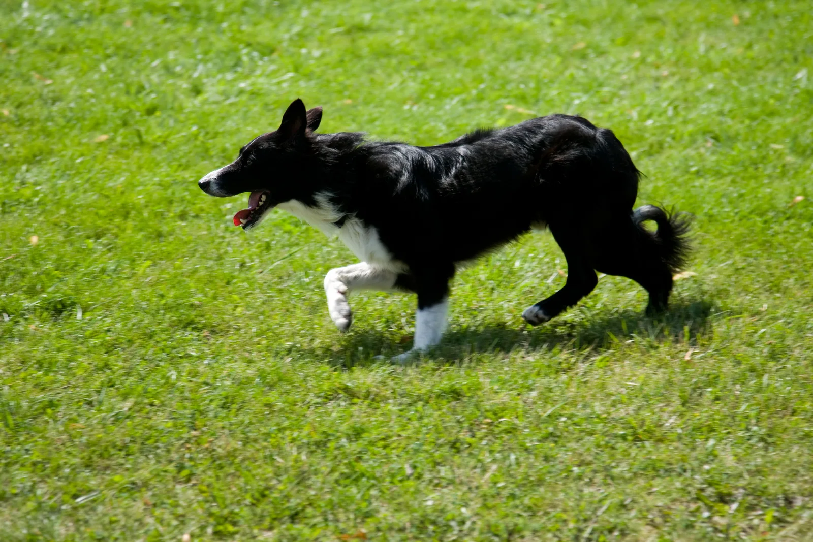 Behavioral modification program breaking Canada geese site loyalty