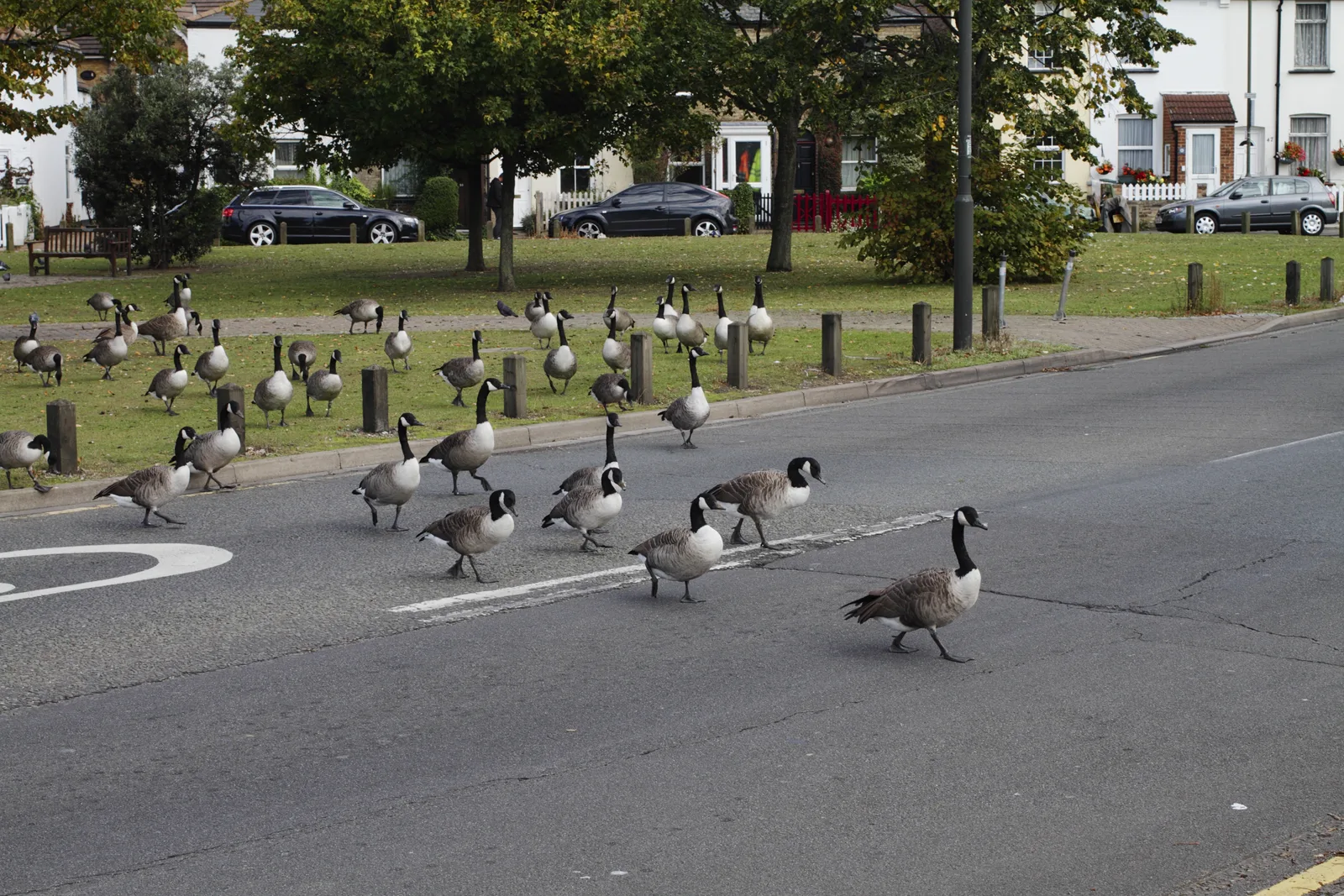 Emergency Canada geese control response at an overrun property