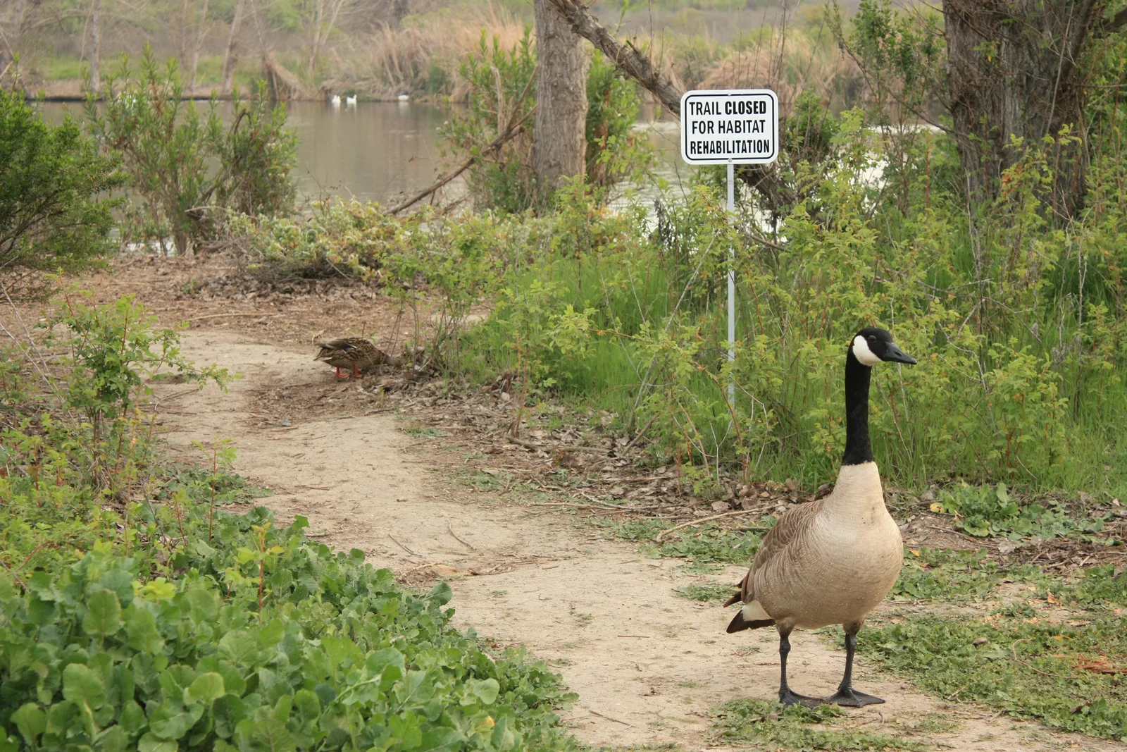 Habitat modification removing food and nesting cover for Canada geese