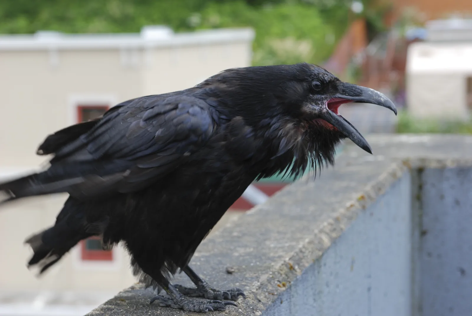 Crows bird control