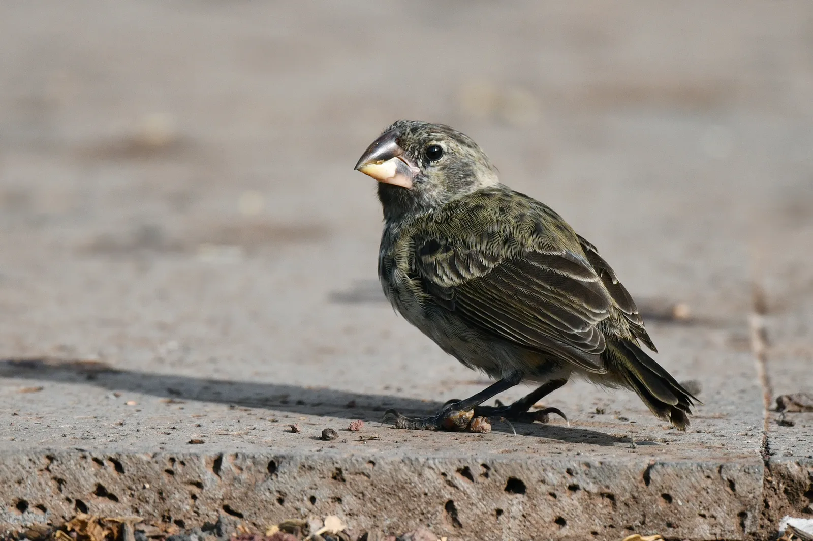 Doves, Finches & Grackles bird control