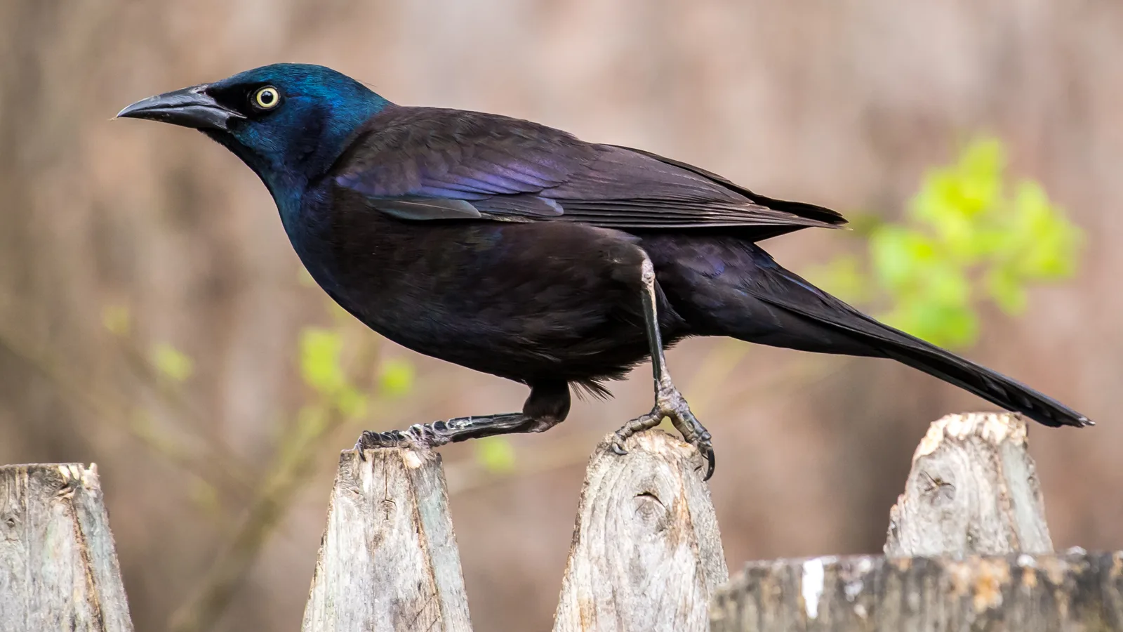 Doves, Finches & Grackles bird control