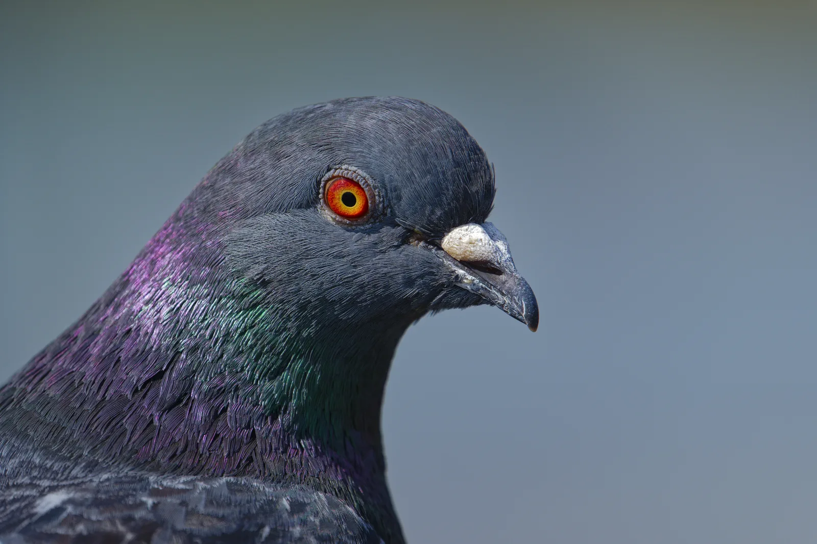 Pigeons bird control