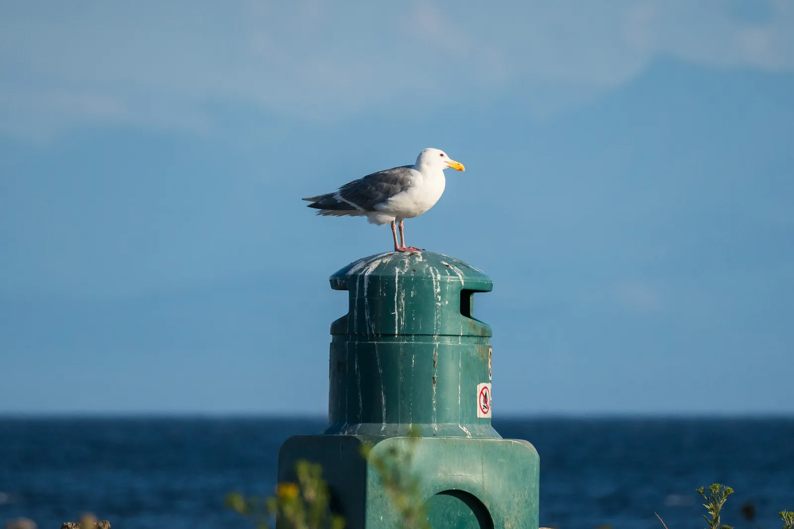 Seagulls & Seabirds bird control