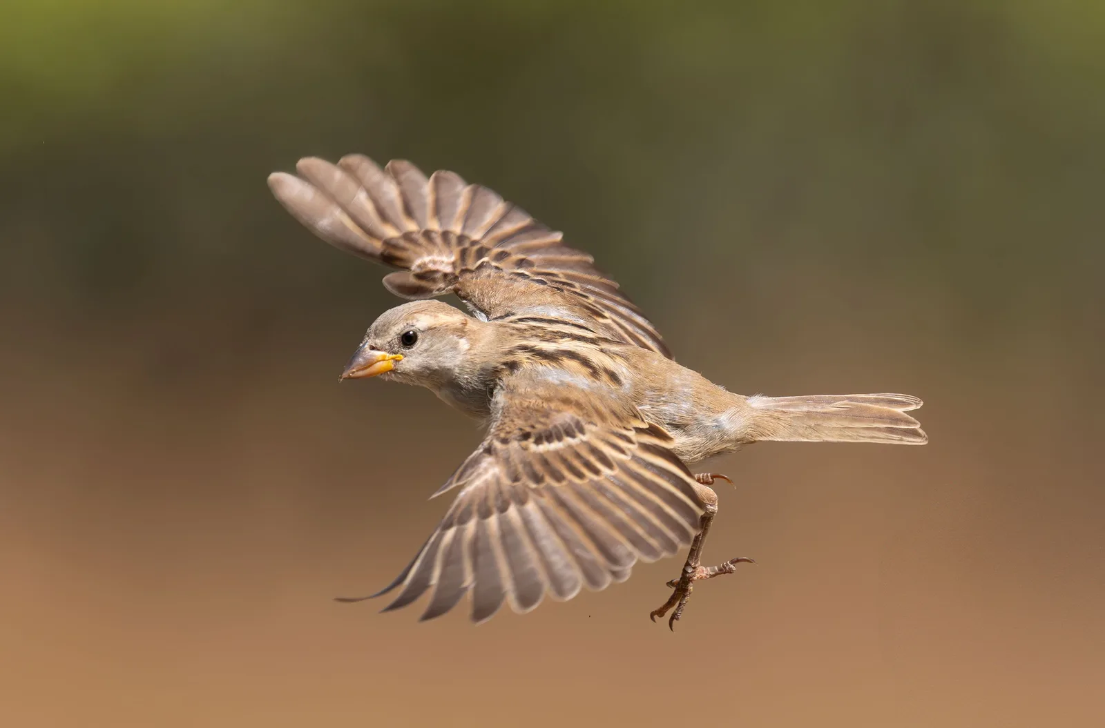 Sparrows bird control