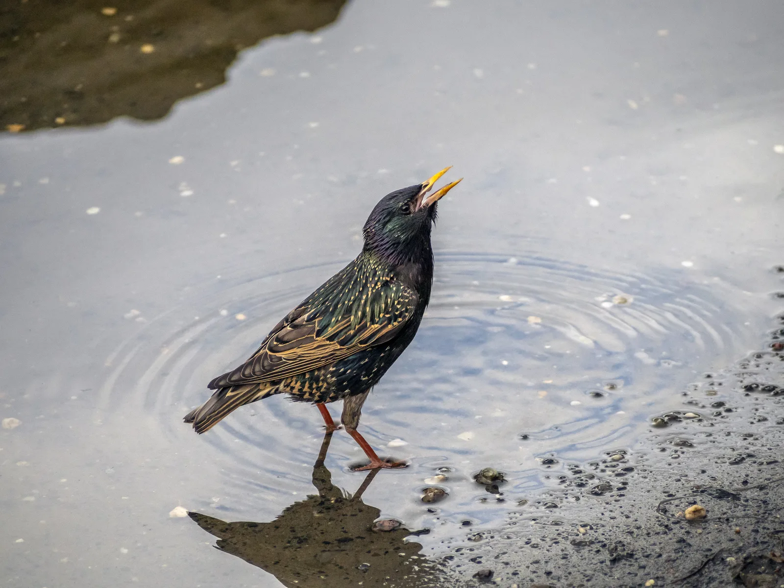 Starlings bird control
