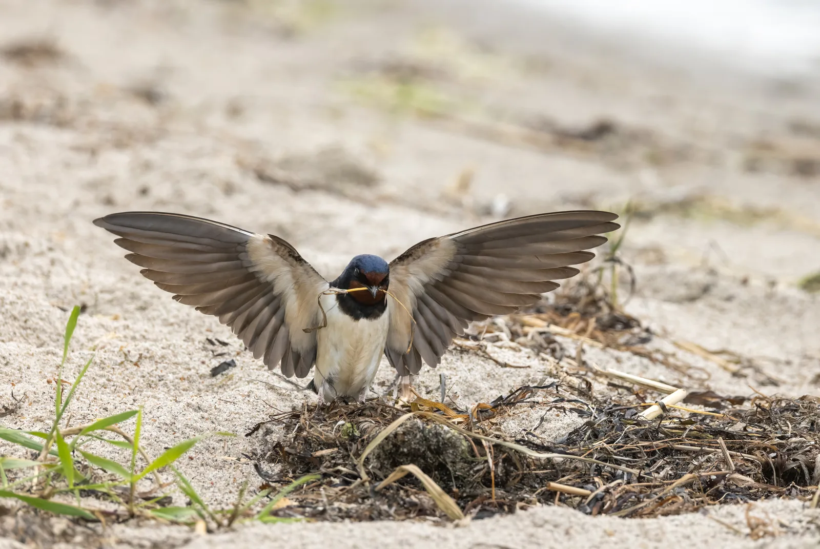 Swallows bird control