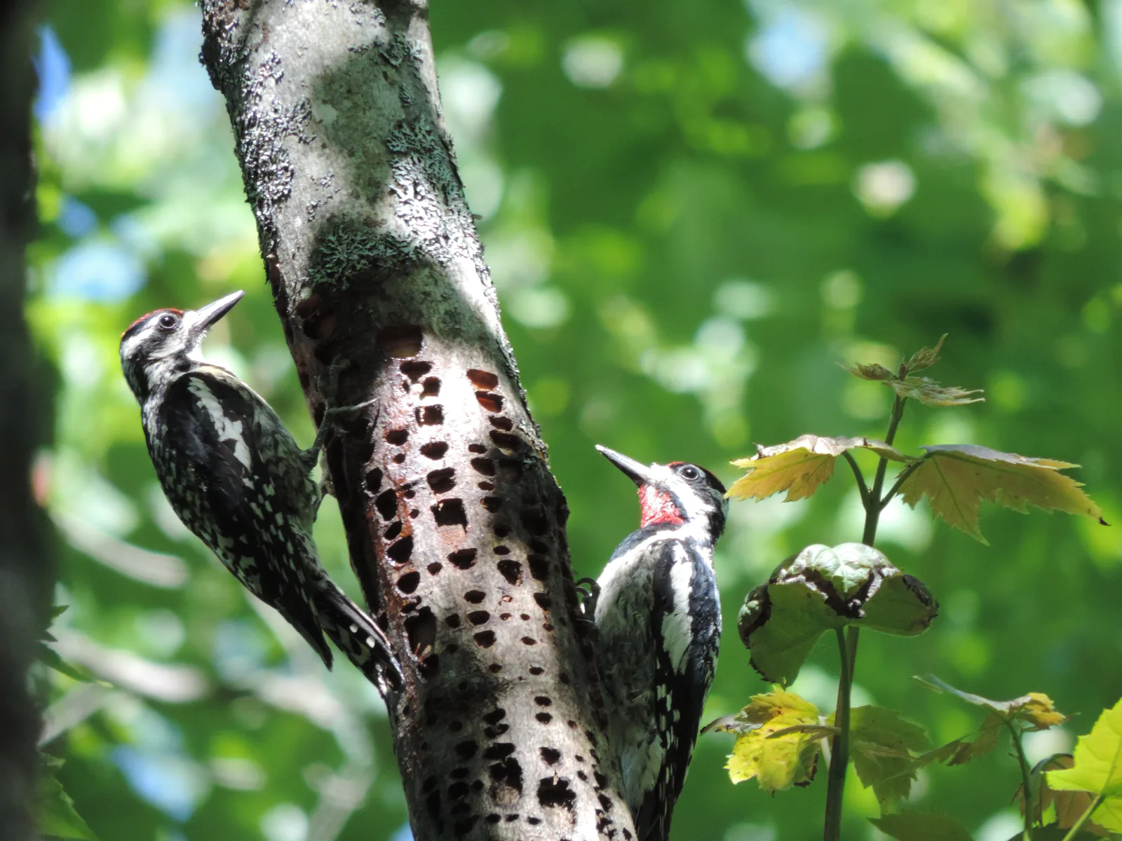 Woodpeckers bird control