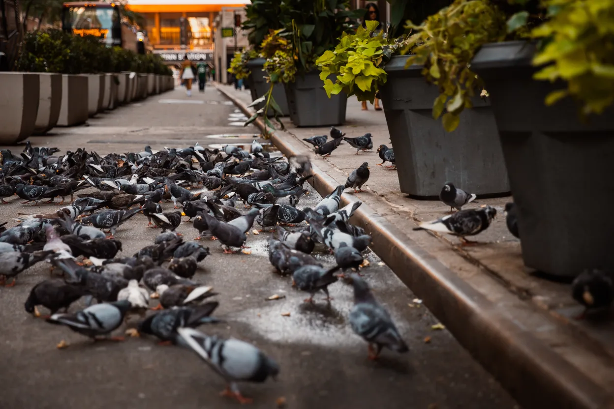 Property damage caused by nesting birds.