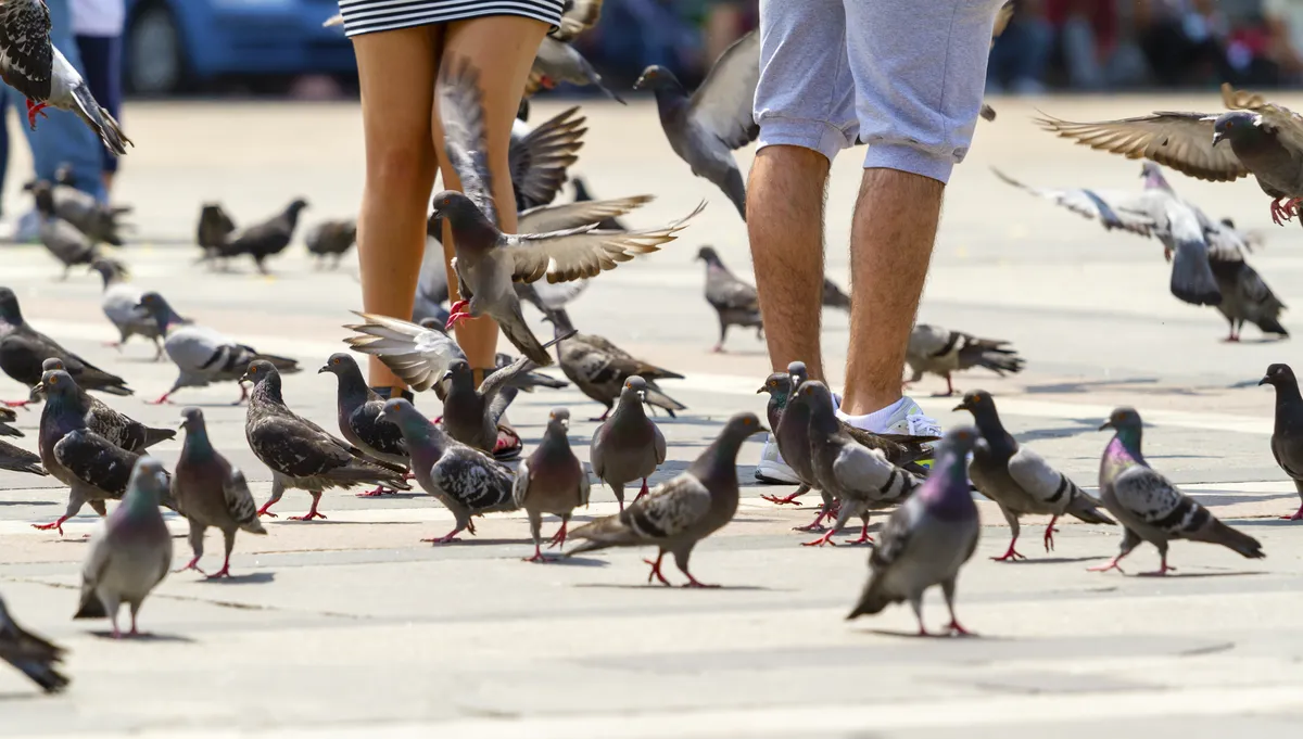 Flock of pigeons crowding a public plaza around pedestrians