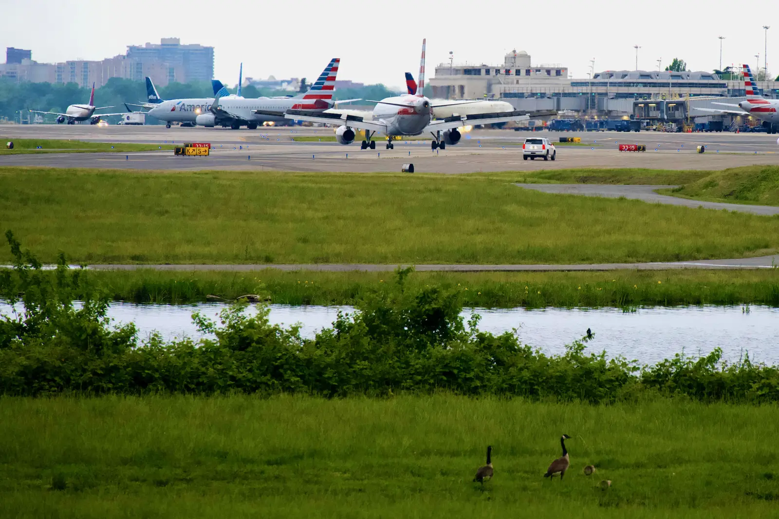 Canada geese control for airports