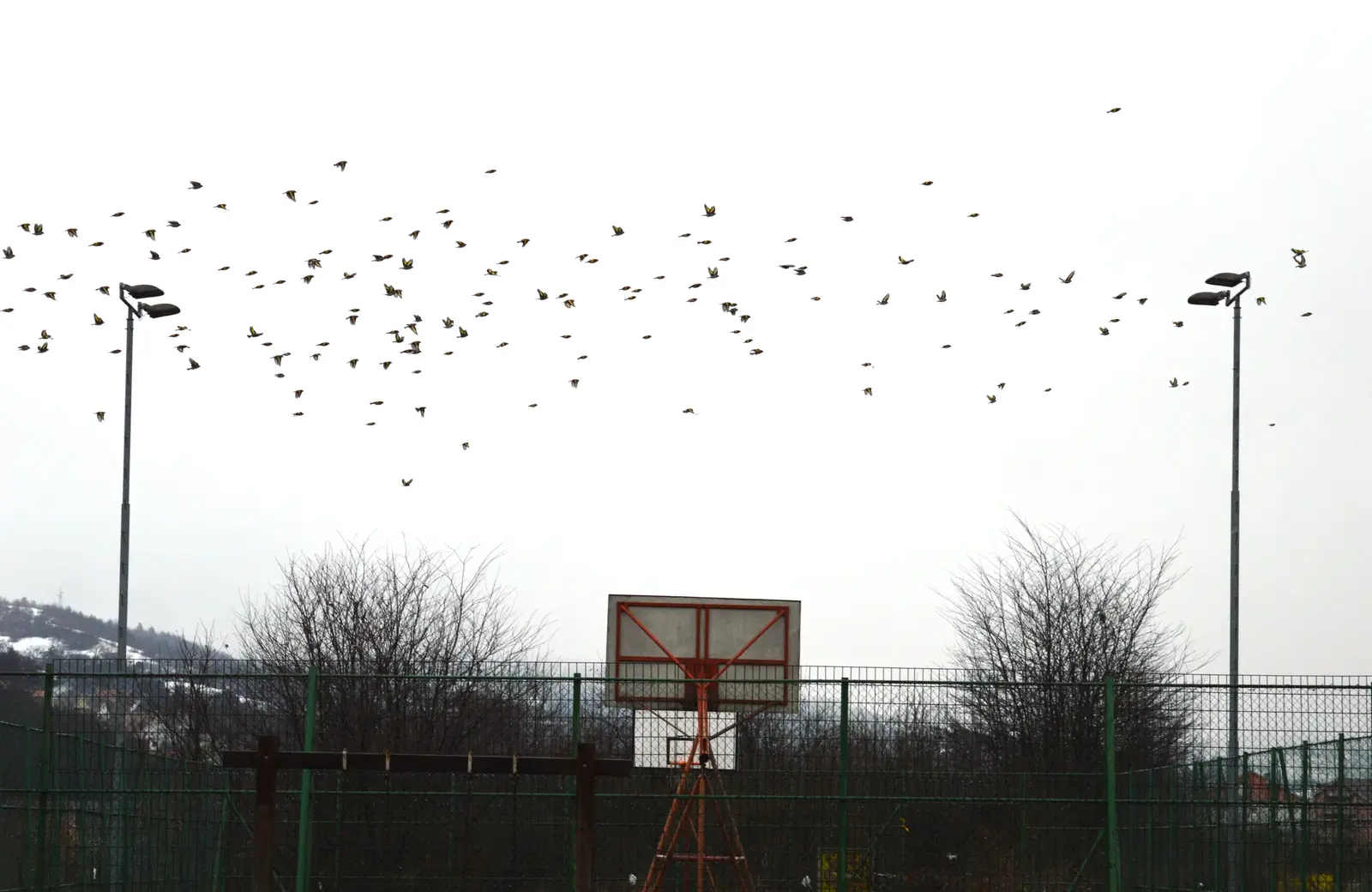 Canada geese control for basketball courts