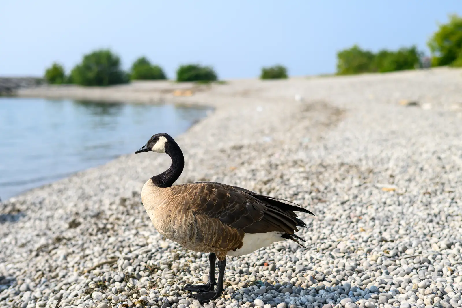 A program built for public beach grounds