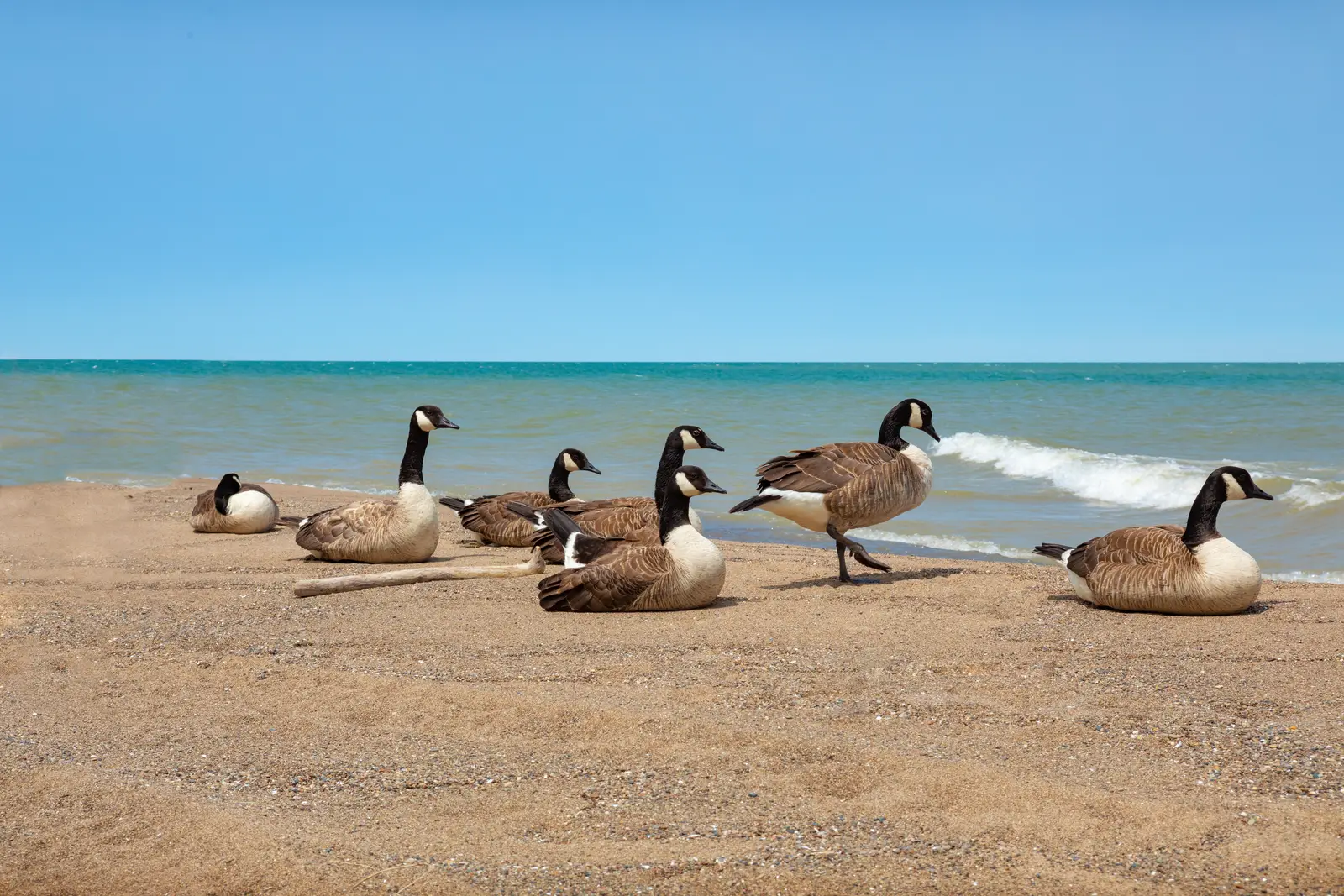 Canada geese control for beaches