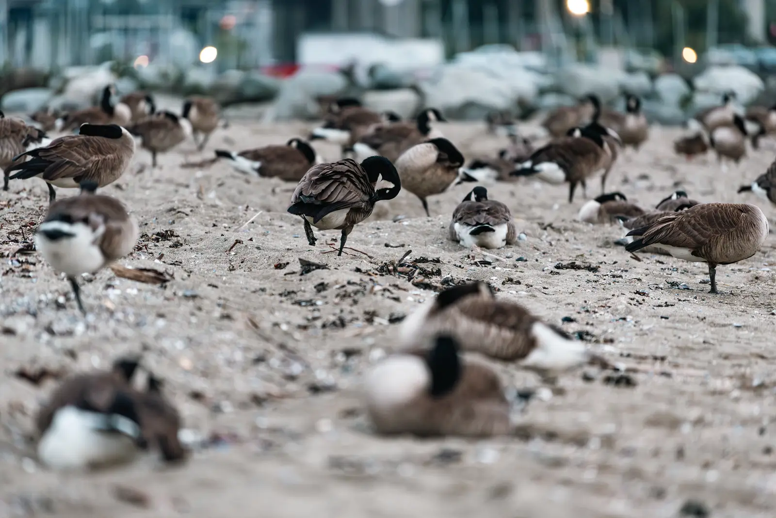 Why beaches draw resident flocks